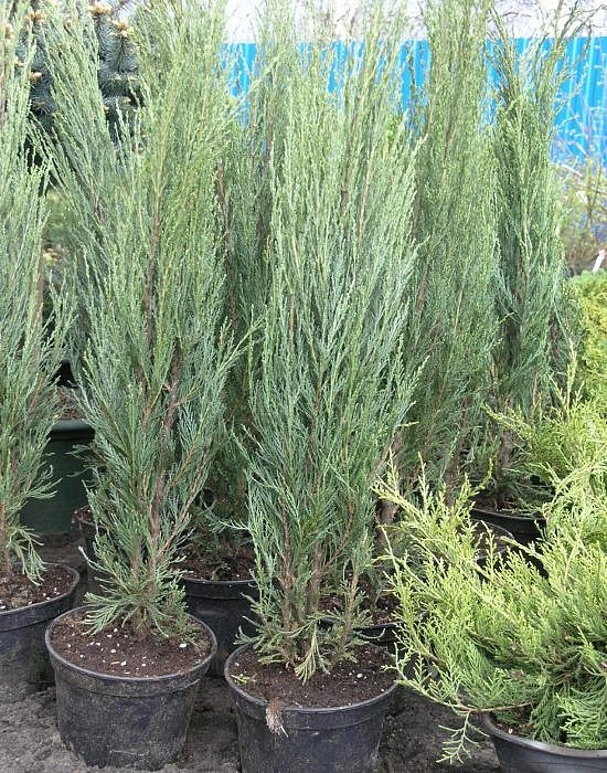 Можжевельник скальный 'Скайрокет'