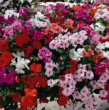 Бальзамин Уоллера 'Баланс Кул' (микс)