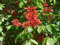 Каштан конский (мясо-красный) 'Павия'