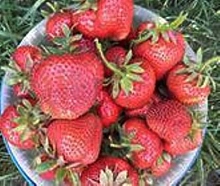 Земляника (клубника) 'Розана'