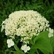 Гортензия древовидная 'Уайт Дом'