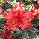 Рододендрон тупой (азалия) 'Хот Шот Вариегата' (красный)