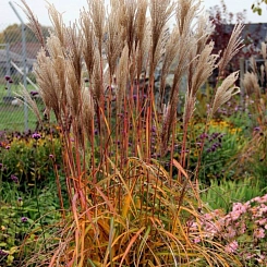 Мискантус китайский 'Африка'