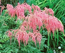Астильба тунберга  