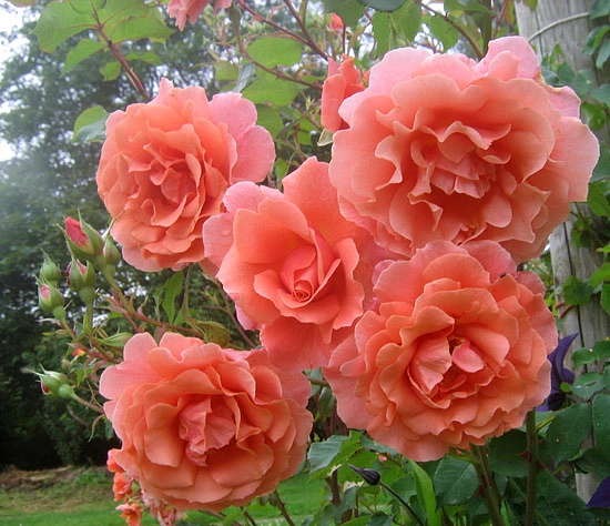 Роза 'Алибаба' (плетистая) (оранжево-розовая)