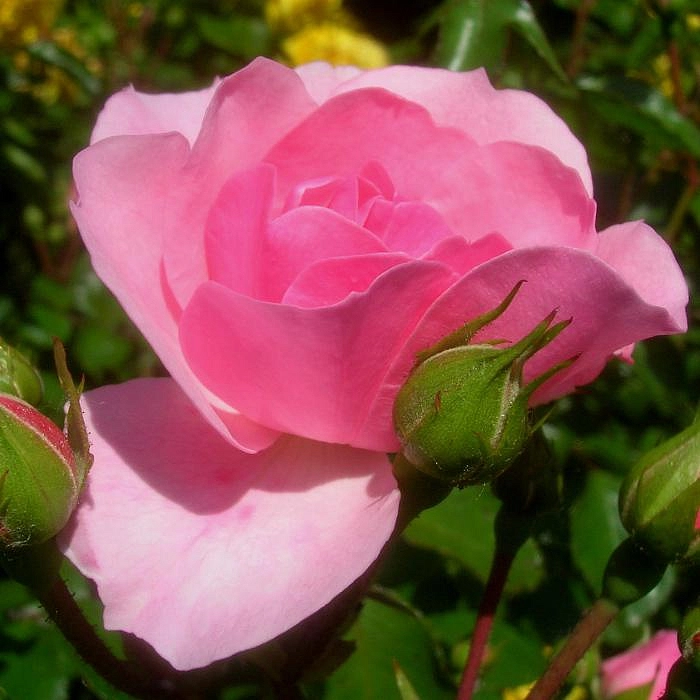 Роза 'Боника 82' (шраб, флорибунда, парковая) (розовая) : продажа, описание, фото - питомник роз Южный