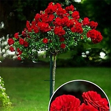 Роза 'Прайд' (штамбовая) (тёмно-красные)