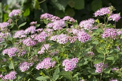 Спирея березолистная 'Пинк Спарклер'