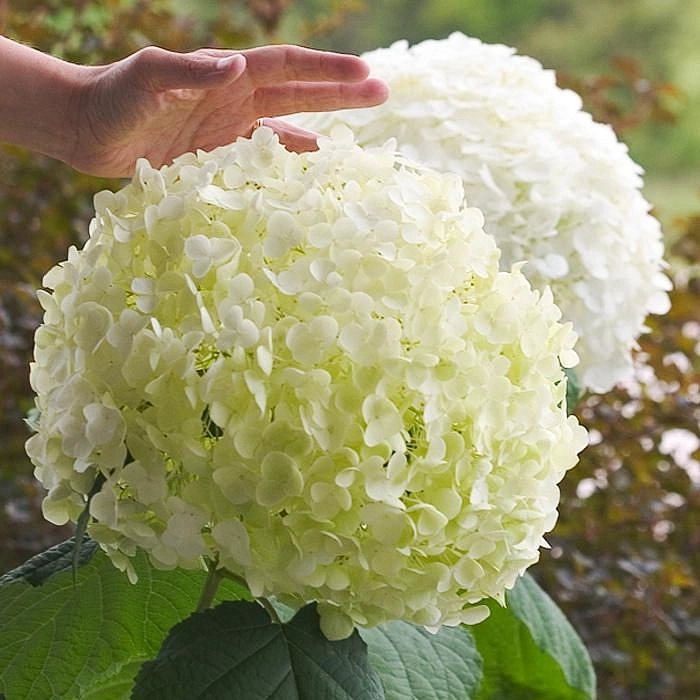 Гортензия древовидная 'Инкрэдибл'