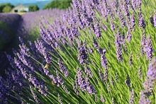 Лаванда узколистная 'Гроссо'