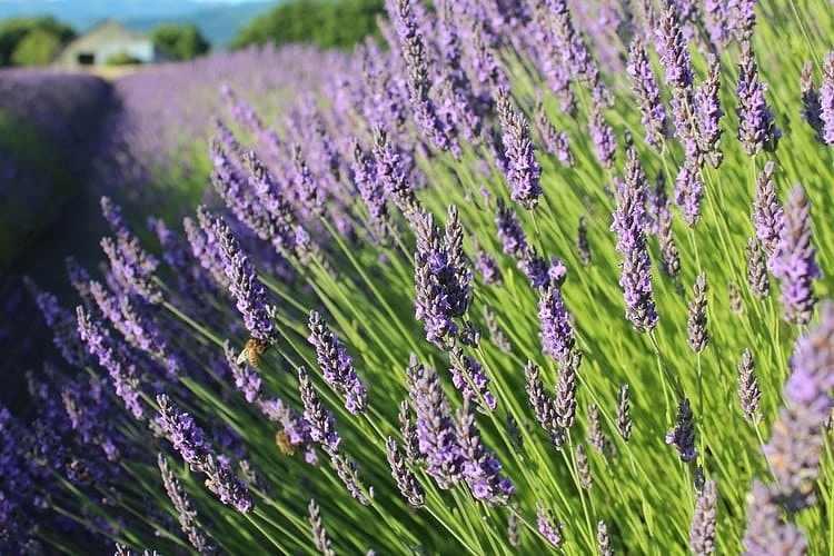 Лаванда узколистная 'Гроссо'