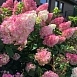 Гортензия метельчатая 'Сандеа Фрейс'