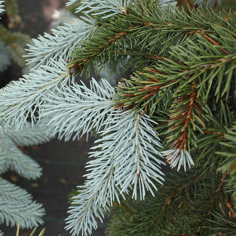 Ель колючая 'Эрих Фрам'