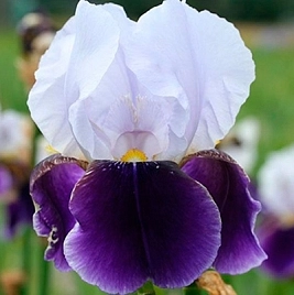 Ирис германский (бородатый) 'Брейнвейт'