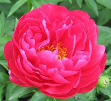 Пион молочноцветковый 'Эллен Каули' (малиновый)