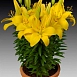 Лилия 'Рио Де Жанейро' (желтая)