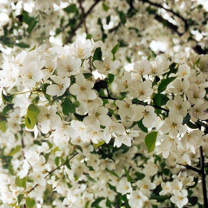 Яблоня лесная (декоративная)