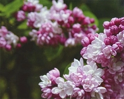 Сирень обыкновенная 'Фантазия' (светло-розовая)