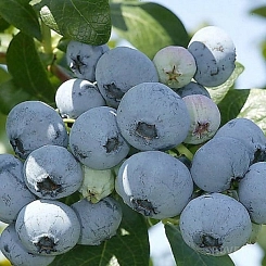 Голубика высокорослая 'Нельсон'