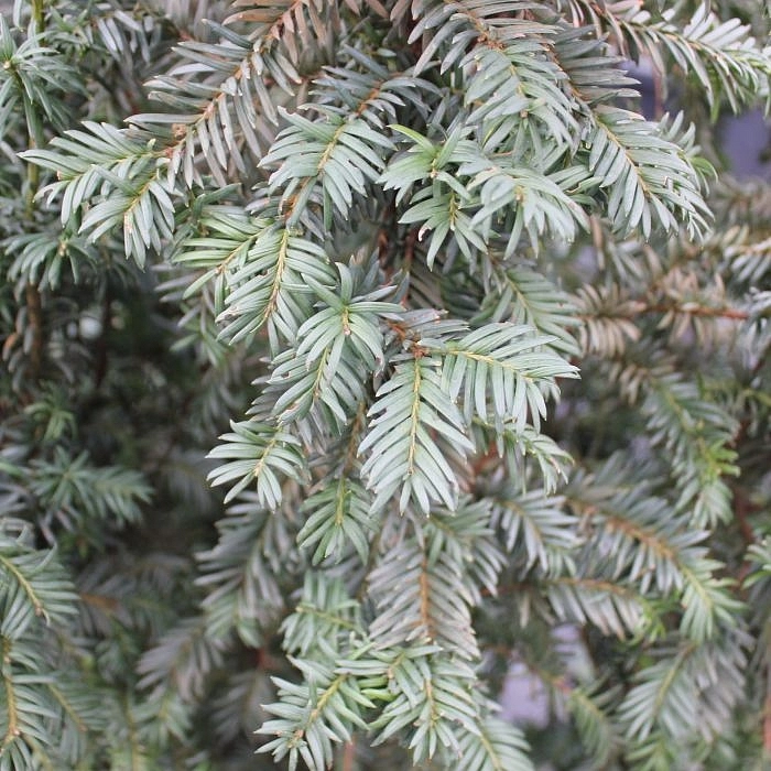 Тис ягодный 'Шварцгрун'