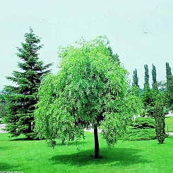 Ясень обыкновенный 'Пендула'