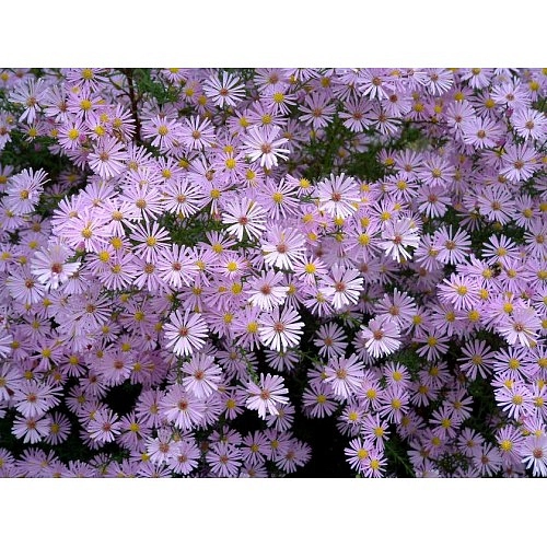 Астра вересковая 'Пинк Стар' (розовая)