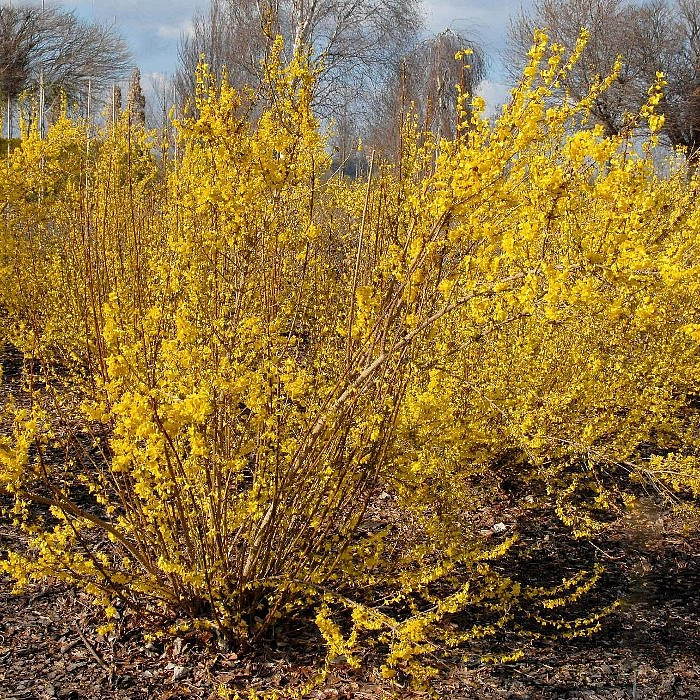 Форзиция промежуточная (средняя) 'Миниголд'