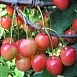 Черешня 'Юлия'