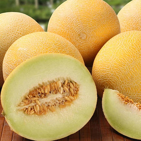 Дыня 'Айкидо'