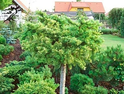 Лиственница европейская 'Литтл Богл'