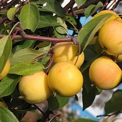 Яблоня домашняя 'Уральское наливное' Яблоня домашняя 'Уральское наливное'