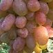 Виноград Водограй
