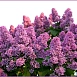 Сирень обыкновенная 'Великая Победа' (розово-лиловая)