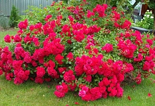 Роза 'Гартенфрёде' (шраб, почвопокровная) (малиново - красная)