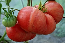 Томат 'Малиновый гигант'