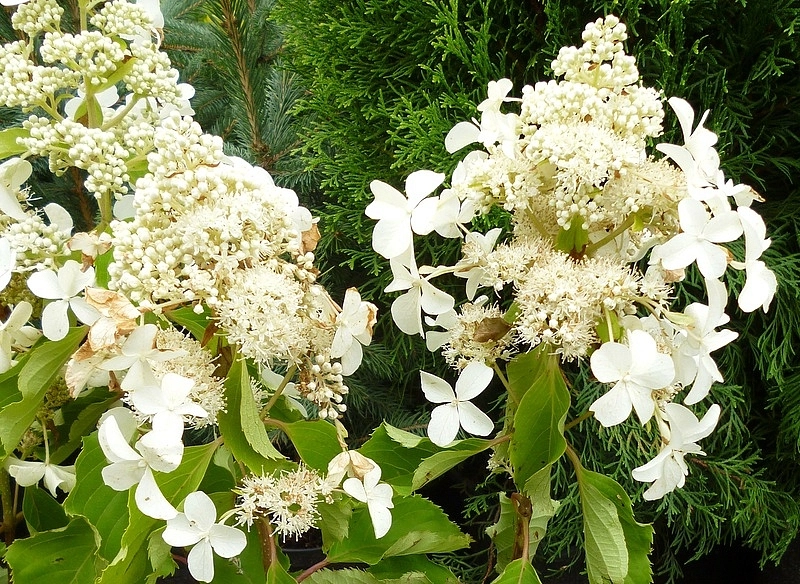 Гортензия метельчатая 'Левана'