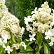 Гортензия метельчатая 'Левана'
