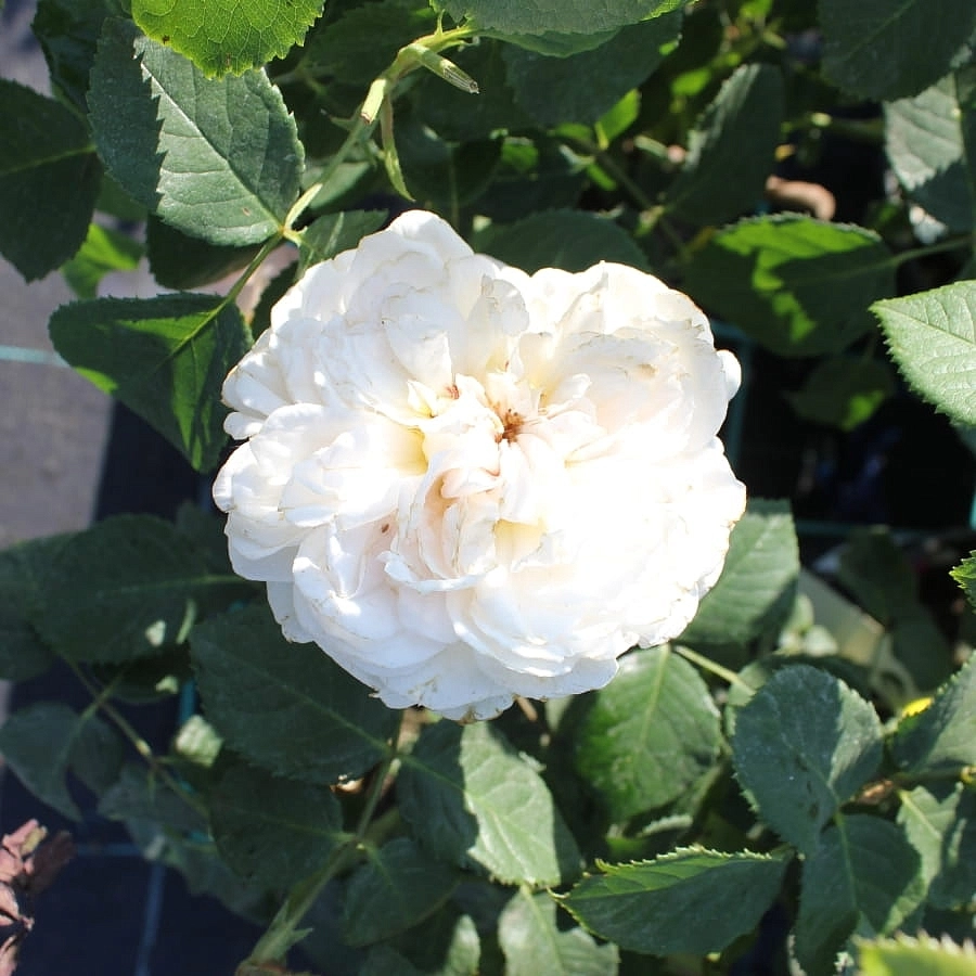 Роза 'Эмили Бронте' (парковая) (розово - персиковая)