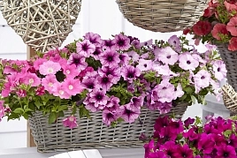 Петуния гибридная ампельная 'Изи Вейв Микс' (смесь)