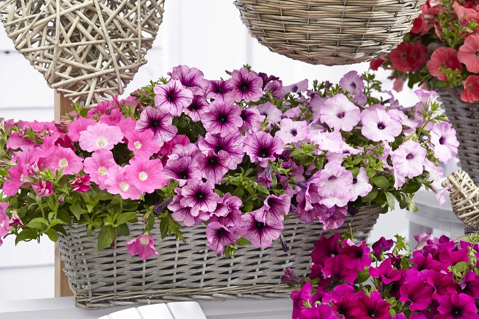 Петуния гибридная ампельная 'Изи Вейв Микс' (смесь)