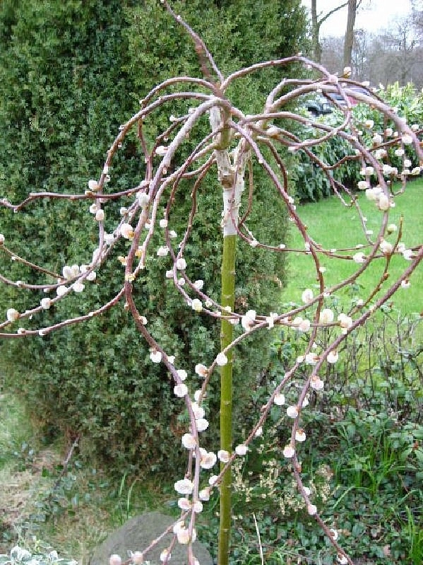 Ива козья 'Курли Локc'