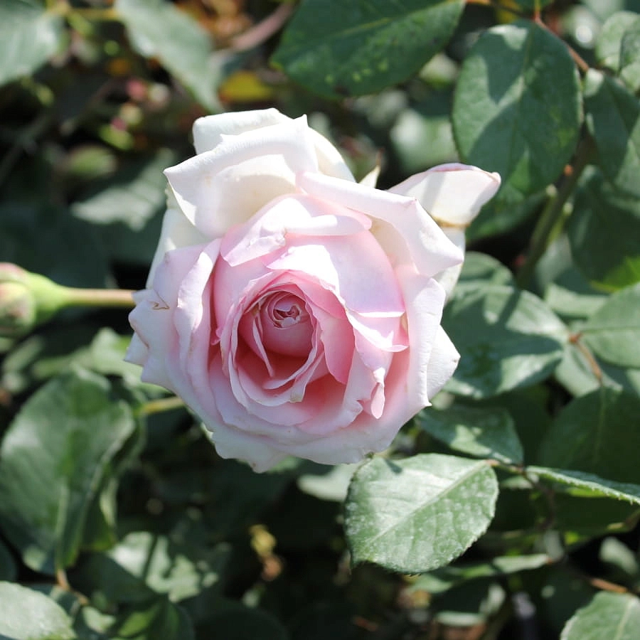  Роза Барбадос (Barbados)