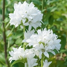 Колокольчик скученный 'Альба'