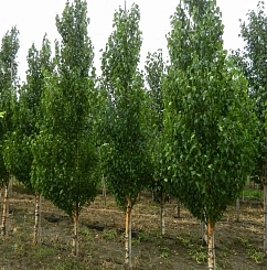 Береза повислая 'Фастигиата'