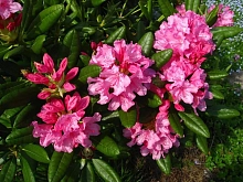 Рододендрон гибридный 'Гаага' (розовый)