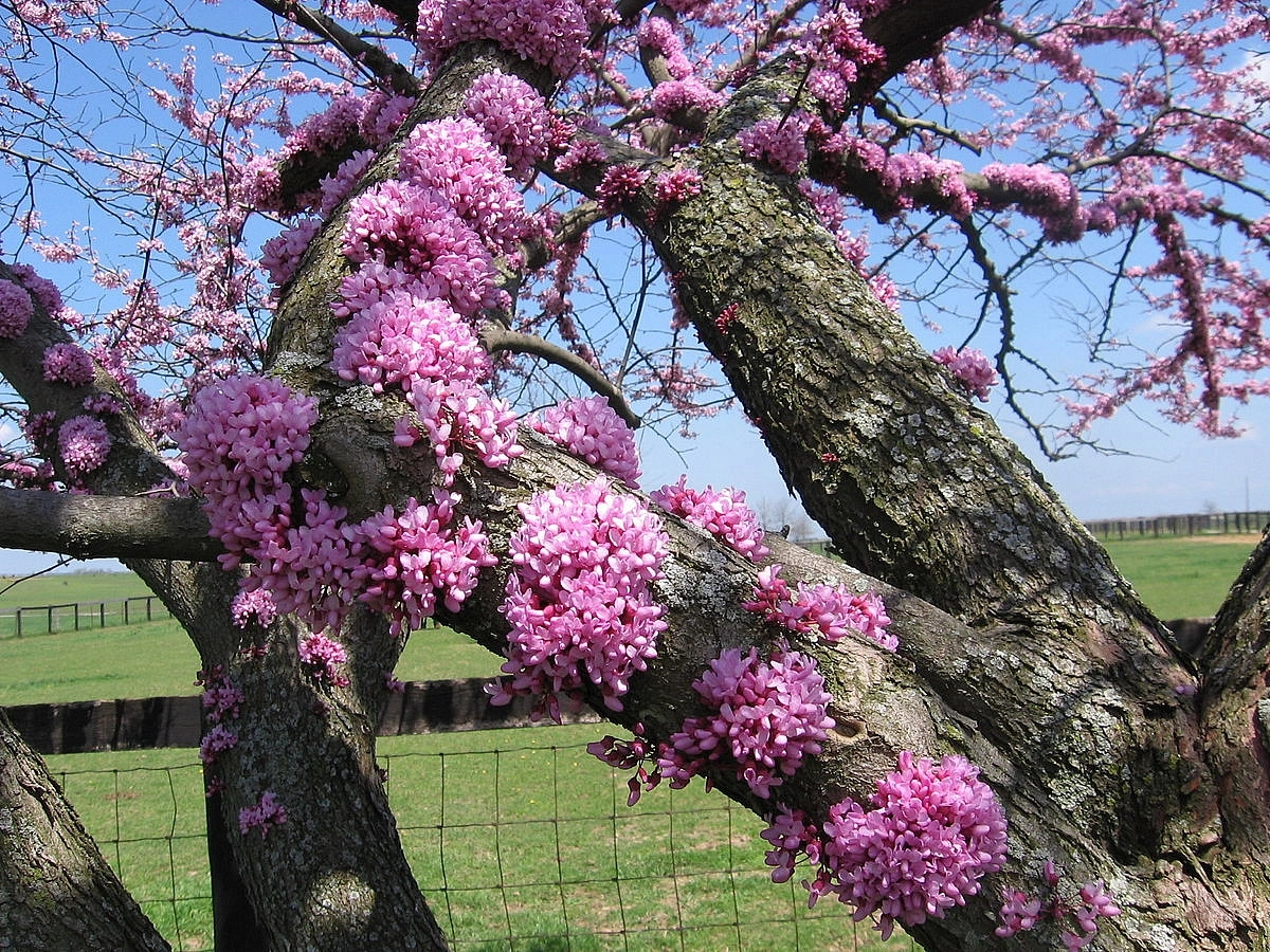 Багряник канадский Церцис