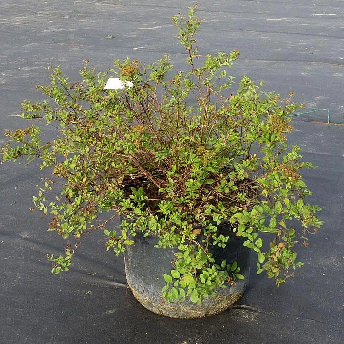 Спирея японская 'Литл Принцесс'