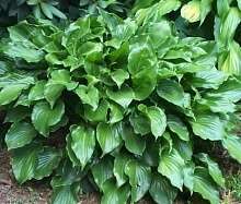 Хоста гибридная (вздутая, волнистая) 'Инвинсибл'