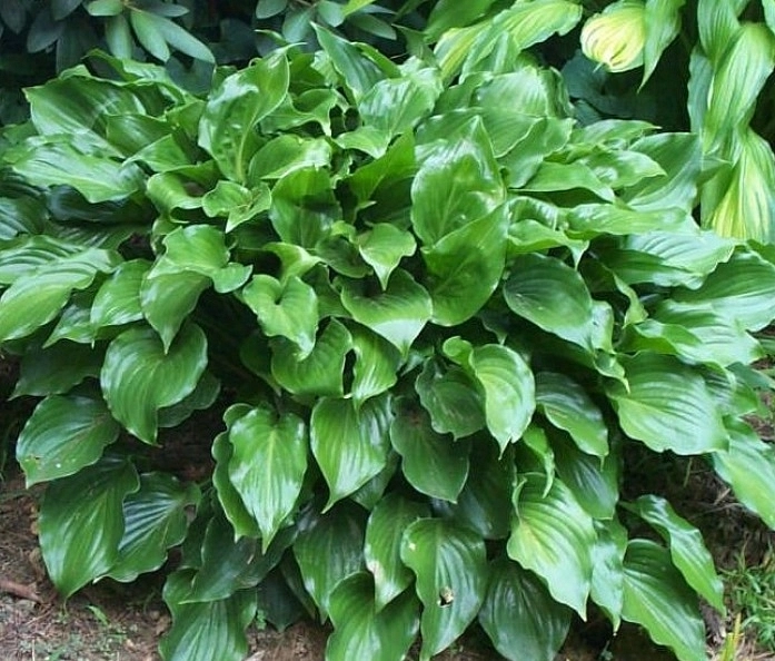 Хоста гибридная (вздутая, волнистая) 'Инвинсибл'