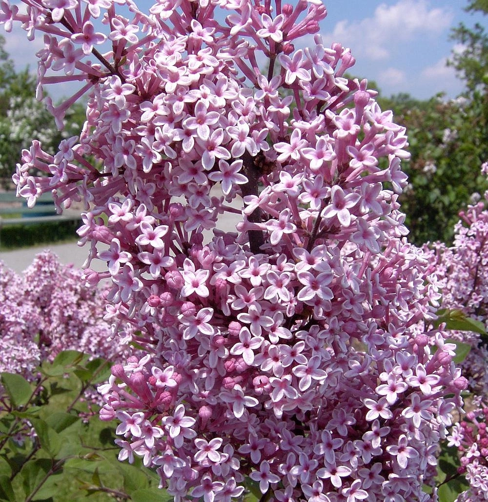 Сирень Джози (Josee)